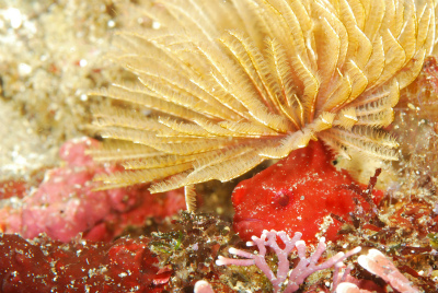 �����C���[�W