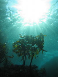 �������߃C���[�W