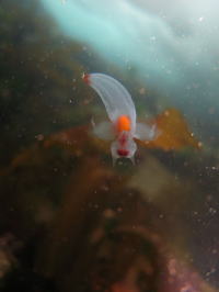 �p�[�e�B�[�C���[�W