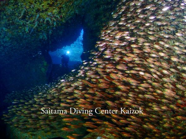 雲見　小牛の洞窟　キンメモドキの群れ